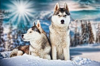 Obrázek z Pohlednice 3D 16cm - Husky(25) 